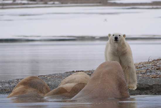 Svalbard-Island